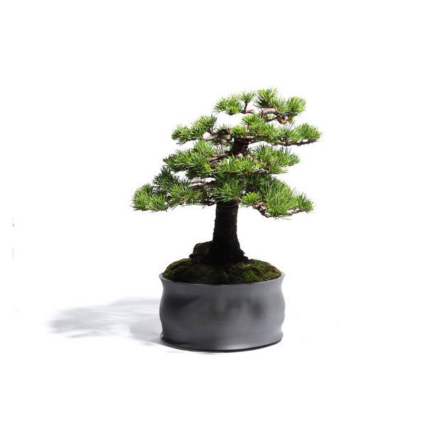 五葉松　-Japanese white pine-　（推定樹齢40年）-M0017- 詳細画像